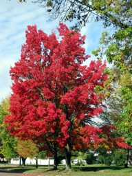 Red Maple in Autumn